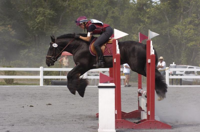 gypsy vanner, gypsy horse, once upon a time, feathered hooves, gypsy cob