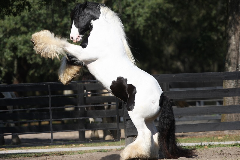 gypsy vanner, gypsy horse, once upon a time, feathered hooves, gypsy cob