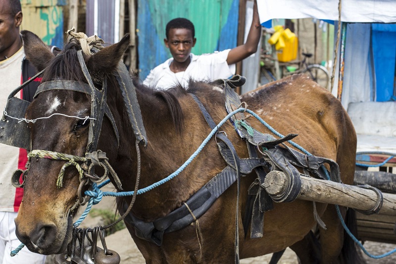 buy a donkey a drink,  brooke usa, mules 3rd world donkeys, third world horses, good charities, charities for animals
