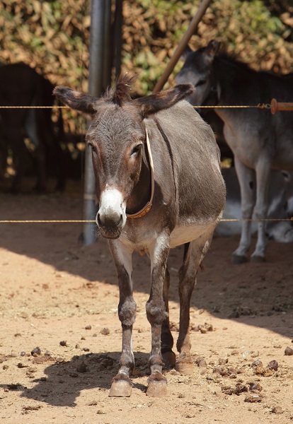 donkey sanctuary, haven for donkeys, donkeys 3rd world, donkeys in need, animal sanctuary, donate for Christmas