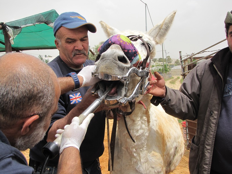 donkey sanctuary, haven for donkeys, donkeys 3rd world, donkeys in need, animal sanctuary, donate for Christmas