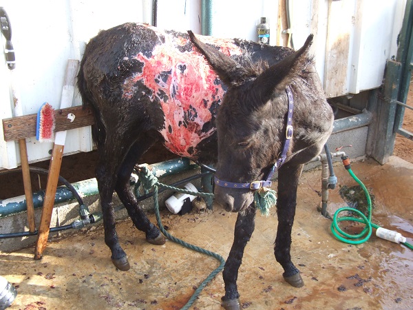 donkey sanctuary, haven for donkeys, donkeys 3rd world, donkeys in need, animal sanctuary, donate for Christmas