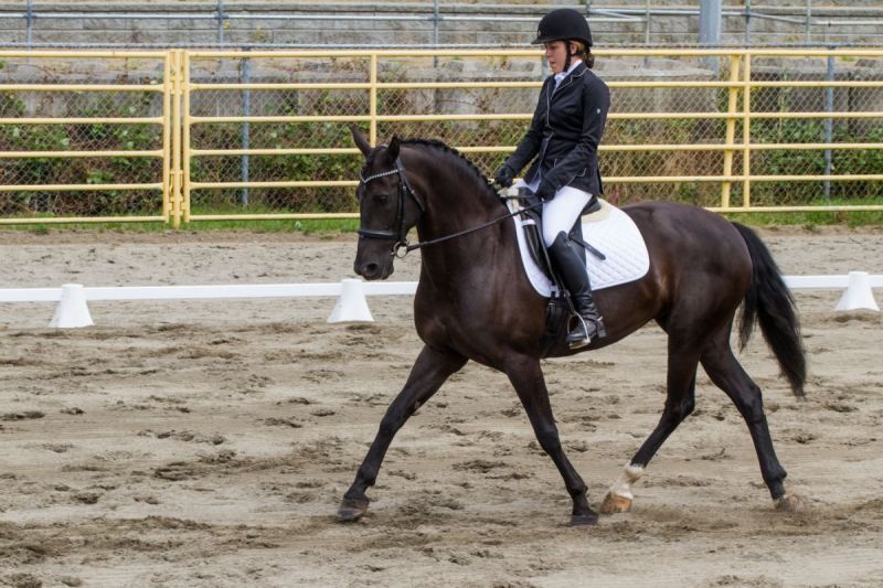 2016 BC Summer Games Equestrian Sport BC Summer Games Horse Council BC 2016 BC Summer Games Equestrian Sport BC Summer Games Horse Council BC