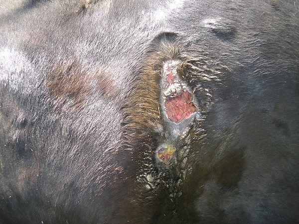 ethical decisions about equine genetic diseases, Lindsay Day, equine research, mutation equine genetic code, Hyperkalemic Periodic Paralysis, HYPP, Hereditary Equine Regional Dermal Asthenia, HERDA 