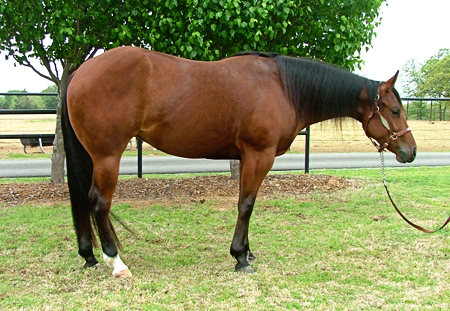 Analyzing Reining Horse Conformation, Lisa Coulter, strong-boned with short, well-sloped pasterns, equine topline, horse conformation, equine conformation, reining horse conformation, kentucky reining cup, nrha championships, fei ranking rider, kentucky equine research