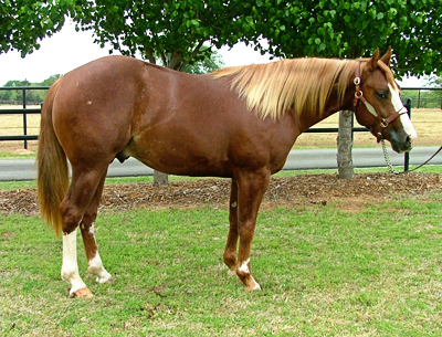 Analyzing Reining Horse Conformation, Lisa Coulter, strong-boned with short, well-sloped pasterns, equine topline, horse conformation, equine conformation, reining horse conformation, kentucky reining cup, nrha championships, fei ranking rider, kentucky equine research