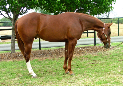 Analyzing Reining Horse Conformation, Lisa Coulter, strong-boned with short, well-sloped pasterns, equine topline, horse conformation, equine conformation, reining horse conformation, kentucky reining cup, nrha championships, fei ranking rider, kentucky equine research