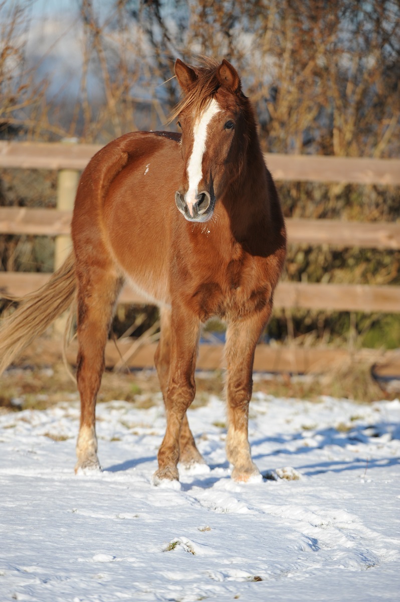 rescue horse Noel was rescued by BC SPCA, noel christmas pony jonathan field, rescue horses