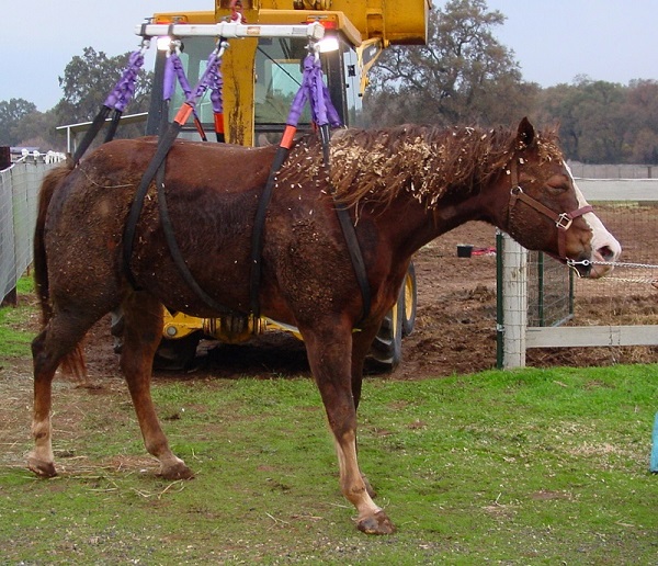 ethical decisions about equine genetic diseases, Lindsay Day, equine research, mutation equine genetic code, Hyperkalemic Periodic Paralysis, HYPP, Hereditary Equine Regional Dermal Asthenia, HERDA 