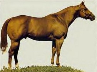 ethical decisions about equine genetic diseases, Lindsay Day, equine research, mutation equine genetic code, Hyperkalemic Periodic Paralysis, HYPP, Hereditary Equine Regional Dermal Asthenia, HERDA 
