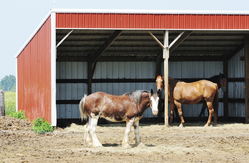 Horse Run-In Shed equine, horse shelter equine, horse property drainage