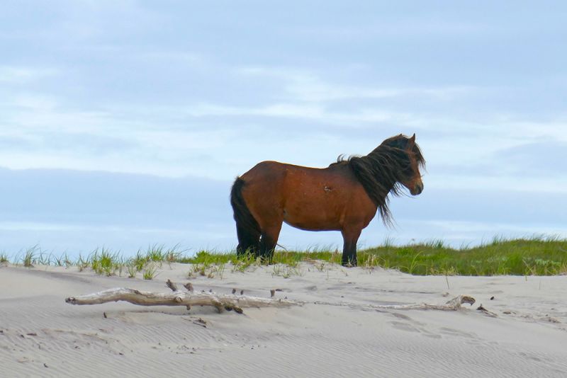 Sable Island Wild Horse University of Saskatchewan Nova Scotia’s Sable Island 