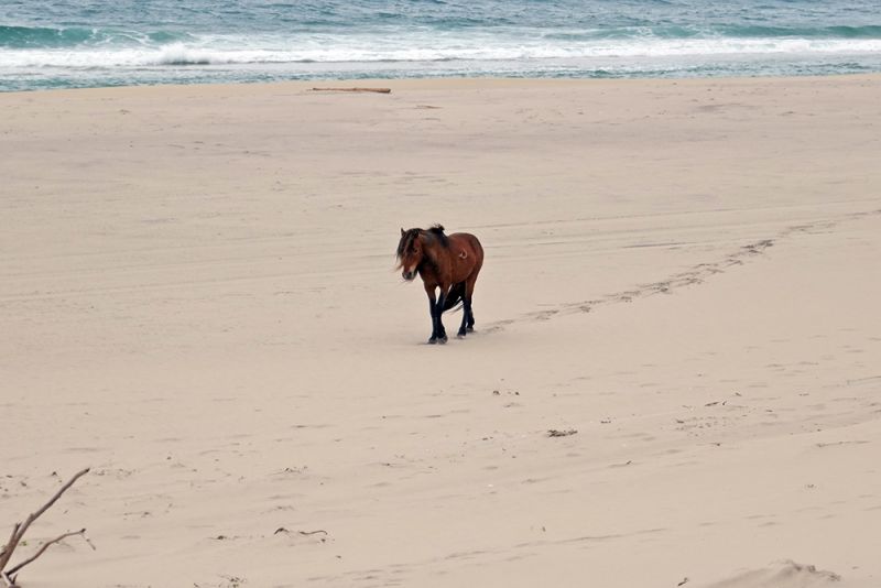 Sable Island Wild Horse University of Saskatchewan Nova Scotia’s Sable Island 