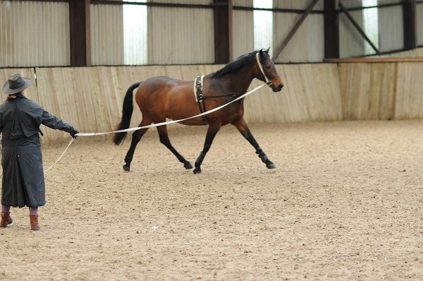 winter horse, riding in winter, training in winter, conditioning horse, keep horse fit winter, horse stretches, carrot stretch