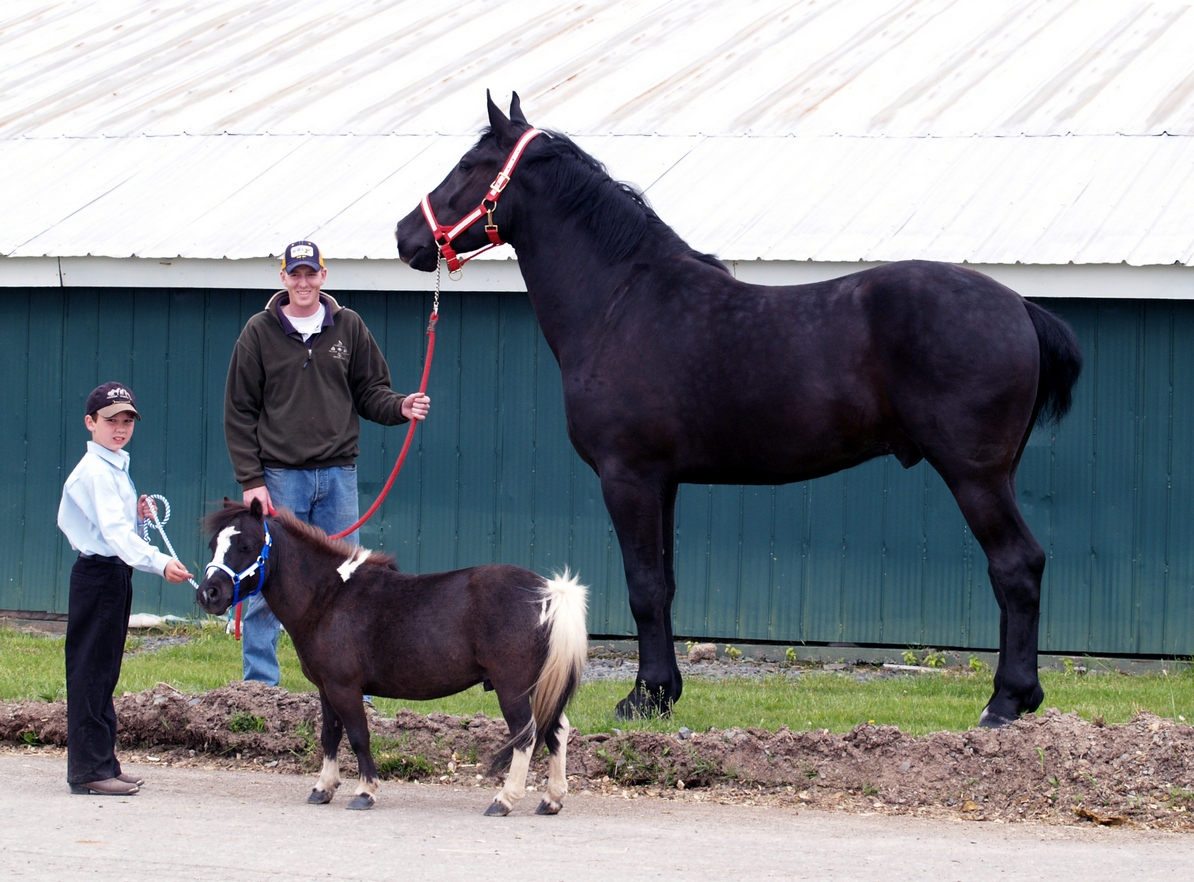 Miniature Horse Breed Smallest Equine