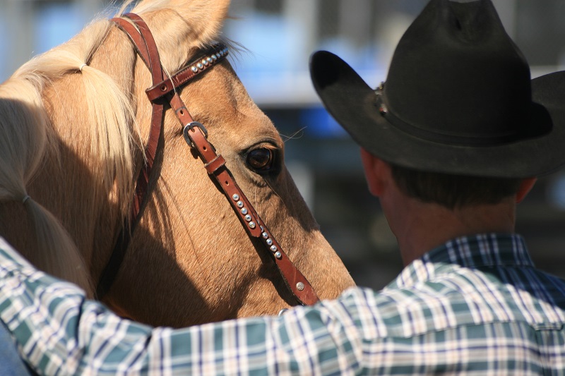 Canadian equine economy, Canadian horse economy, 2010 Canadian Equine Industry Profile Study, Canada’s Horse People, Canadian horse economy stats, Economic Impact horse industry Canada, Economic Climate horse industry Canada Canadian equine economy, Canadian horse economy, 2010 Canadian Equine Industry Profile Study, Canada’s Horse People, Canadian horse economy stats, Economic Impact horse industry Canada, Economic Climate horse industry Canada
