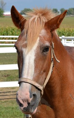 2016 CanTRA Awards 2016 Canadian Therapeutic Riding Association Award winners CanTRA Outstanding Volunteer of the Year, CanTRA Outstanding Instructor of the Year, CanTRA Outstanding Administrator of the Year and CanTRA Therapy Horse of the Year
