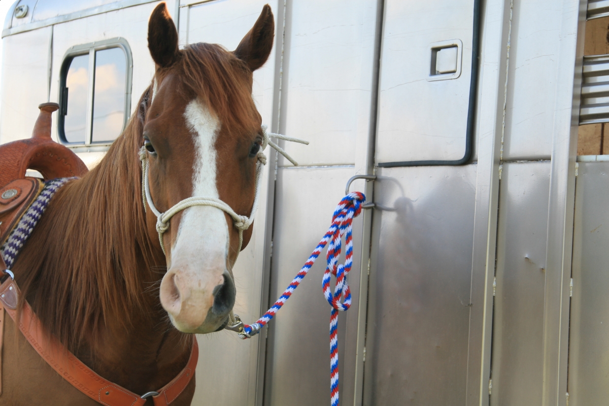 Lindsay Grice, Horse Show Safety, equine show safety, horse safety