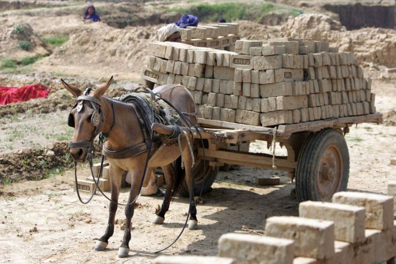 brooke usa, brooke for animals, donkeys third world, horses third world, equine welfare standards, world organization for animal health horse standards, oie brooke usa, brooke for animals, donkeys third world, horses third world, equine welfare standards, world organization for animal health horse standards, oie