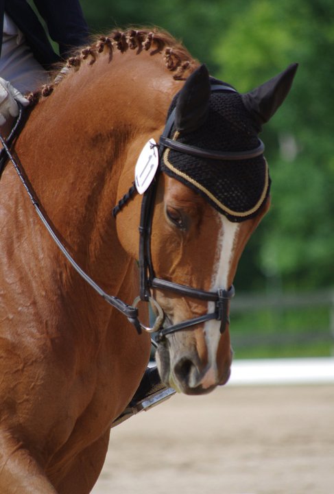Canadian Warmblood Horse Breed, canadian warmblood equine, canadian warmblood horse, Equus Caballus Mosbachensi, canadian warmblood stallion approval, canadian warmblood stallion inspections