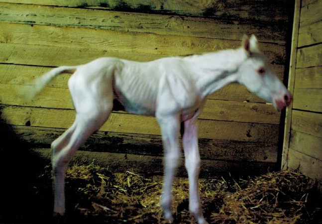 ethical decisions about equine genetic diseases, Lindsay Day, equine research, mutation equine genetic code, Hyperkalemic Periodic Paralysis, HYPP, Hereditary Equine Regional Dermal Asthenia, HERDA 
