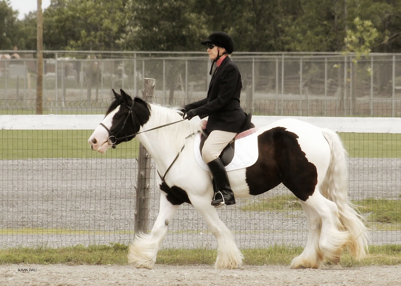 gypsy vanner, gypsy horse, once upon a time, feathered hooves, gypsy cob