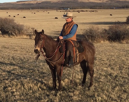 perlich bros sale perlich horse alberta horse sale, horse sales in alberta