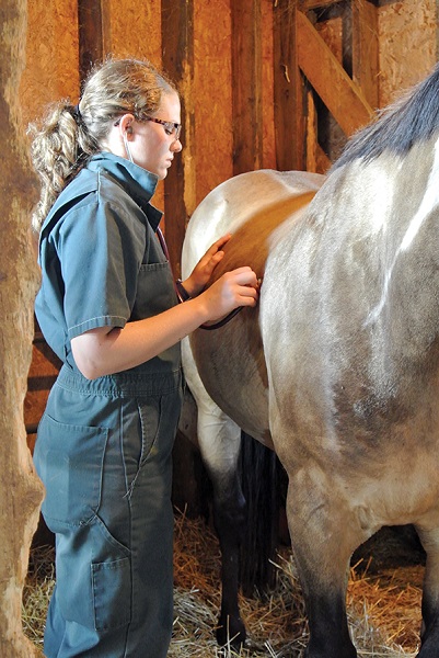 heavy horses, horse heaves, equine heaves, equine asthma, equine roa, horse roa