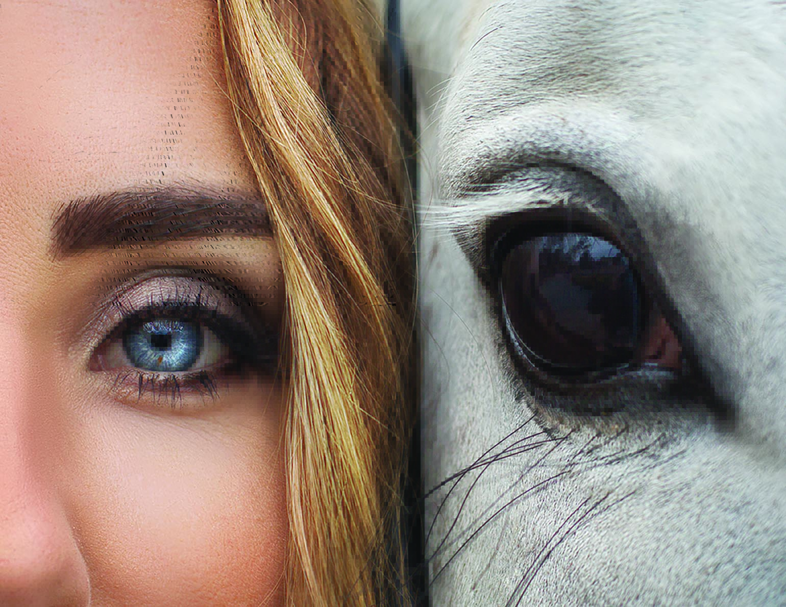 How Horses’ Brains Work | Horse Journals