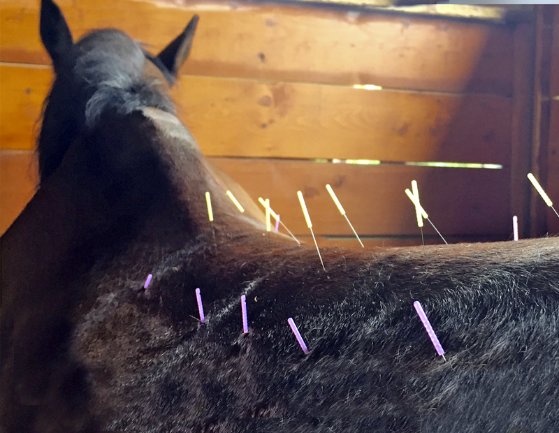Help Your Horse with Acupuncture | Horse Journals