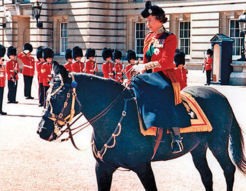 Remarkable Horses in Canada: Burmese | Horse Journals