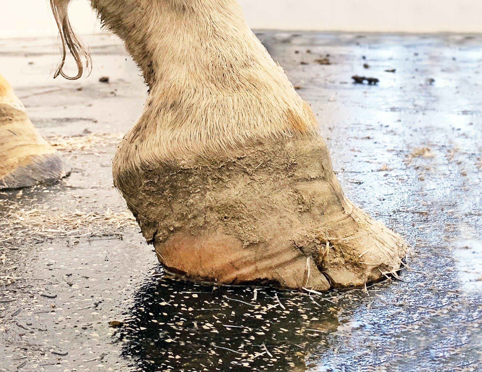 Clip-on shoes let horses clip-clop in comfort