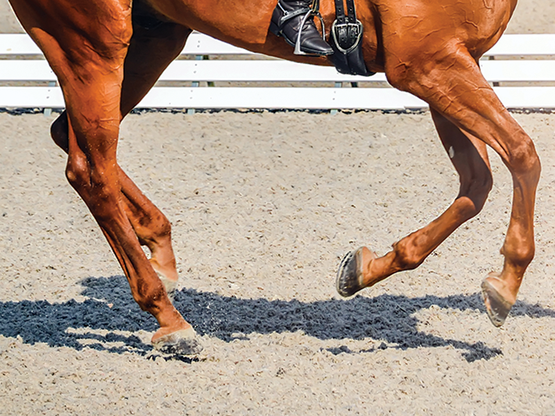 Nail the Correct Canter Lead Horse Journals
