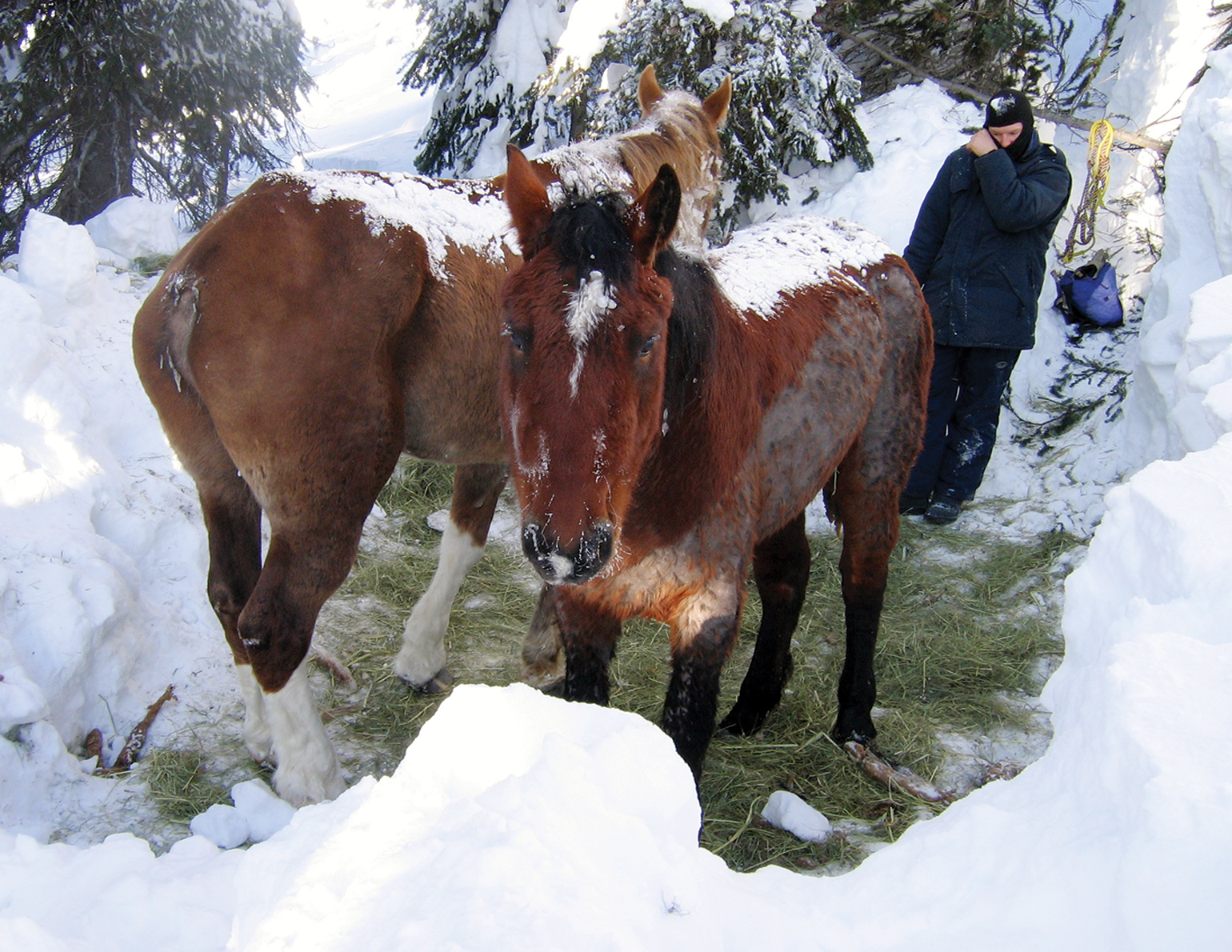 The Christmas Rescue of Two Abandoned Horses That United a Community ...