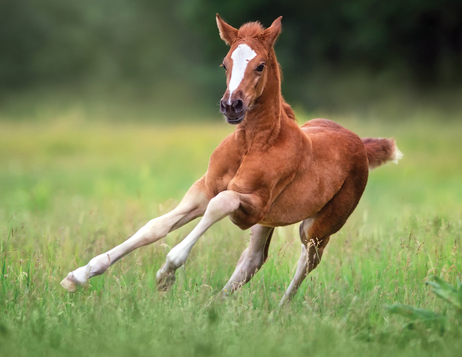 A Guide To Your Mare s Smooth And Successful Foaling Experience Horse 