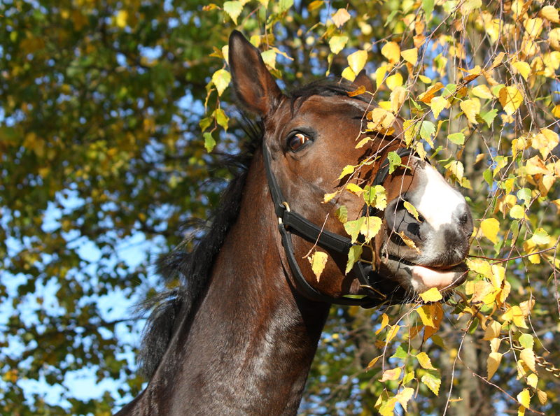 Fall Leaves Are They Toxic to Horses? Horse Journals