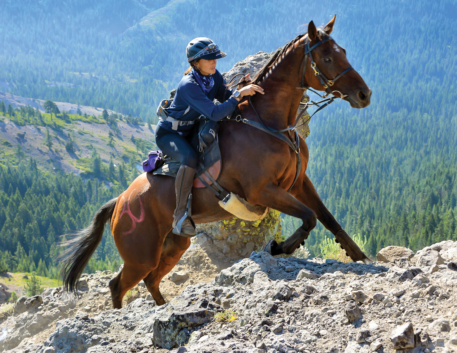 Changing Equine Disciplines Horse Journals
