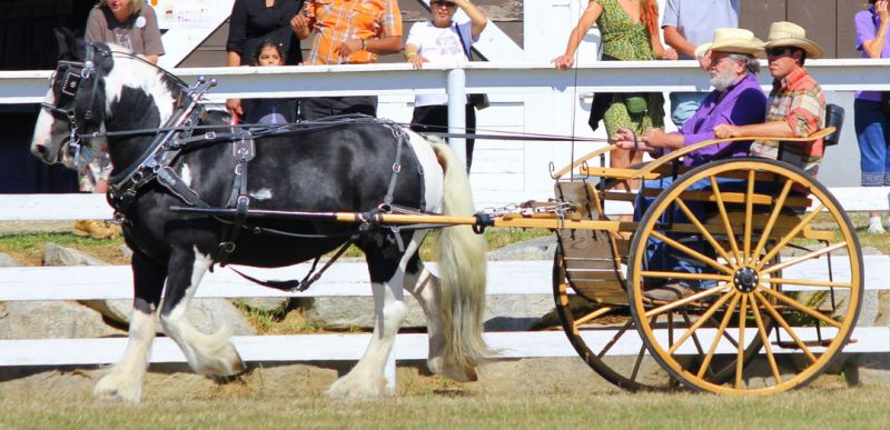 gypsy vanner, gypsy horse, once upon a time, feathered hooves, gypsy cob