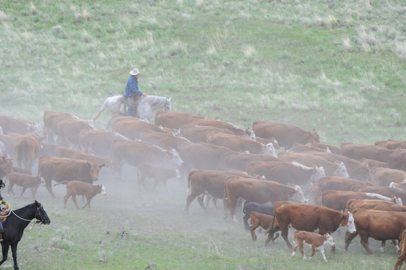 Jonathan Field, natural horsemanship, horse riding with purpose, exercises for horses, objectives riding horses, moving cattle horses working cows