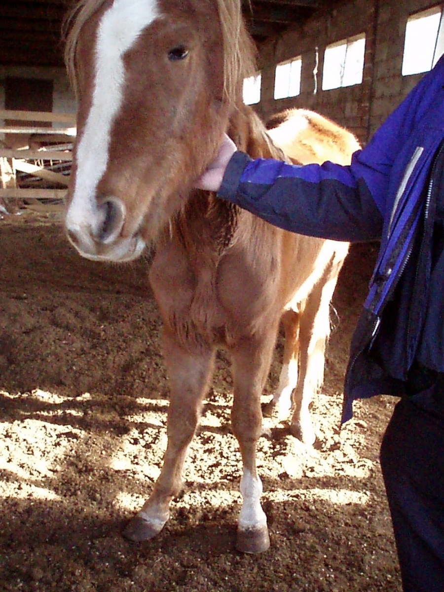 rescue horse Noel was rescued by BC SPCA, noel christmas pony jonathan field, rescue horses