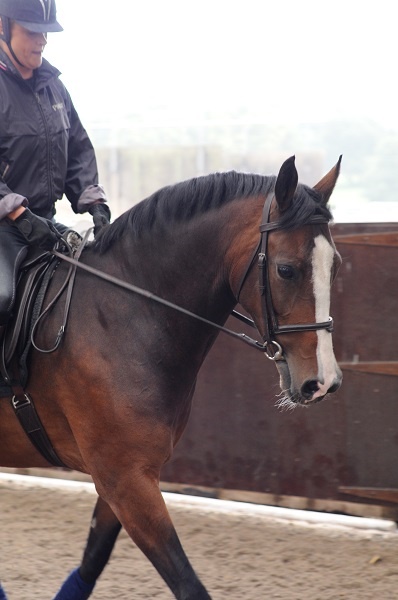 winter horse, riding in winter, training in winter, conditioning horse, keep horse fit winter, horse stretches, carrot stretch