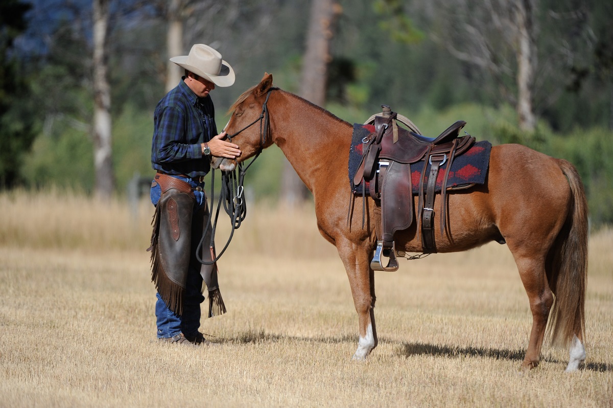 rescue horse Noel was rescued by BC SPCA, noel christmas pony jonathan field, rescue horses