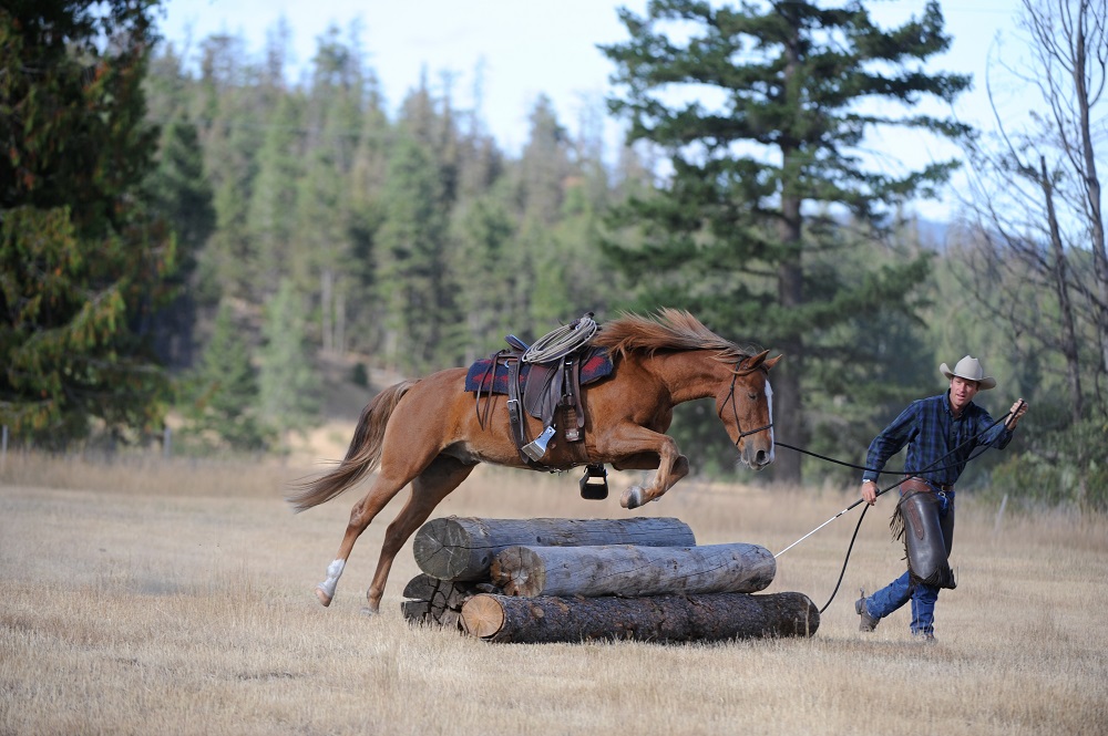 rescue horse Noel was rescued by BC SPCA, noel christmas pony jonathan field, rescue horses