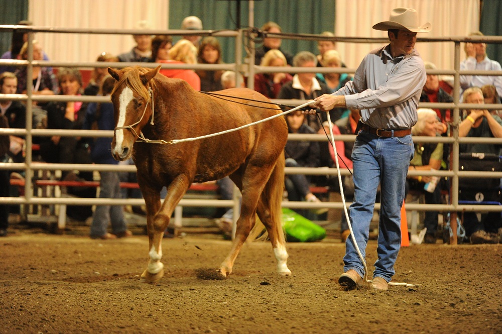 rescue horse Noel was rescued by BC SPCA, noel christmas pony jonathan field, rescue horses