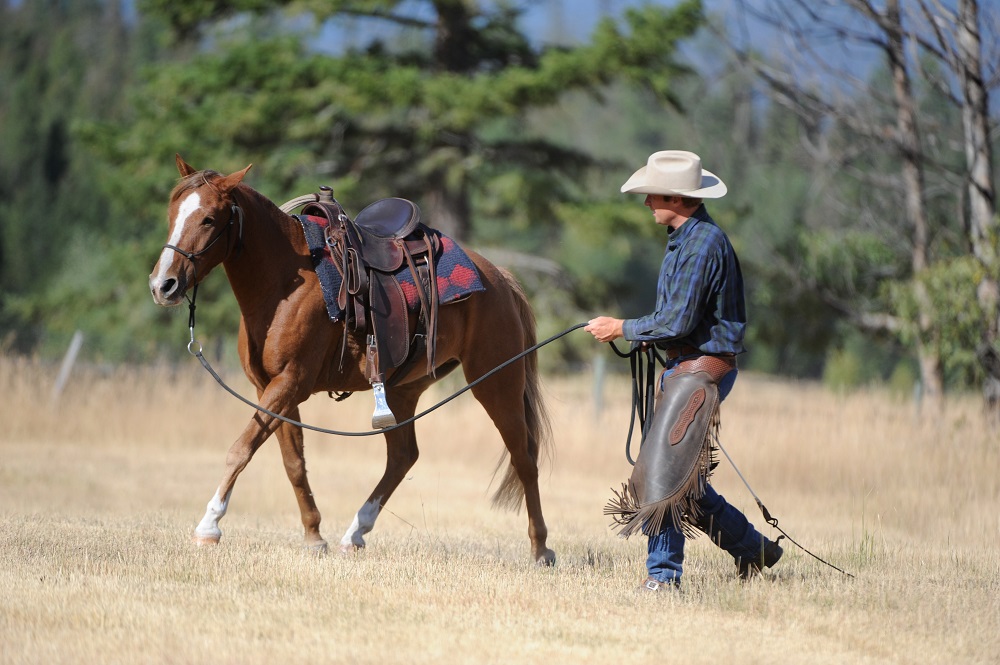 rescue horse Noel was rescued by BC SPCA, noel christmas pony jonathan field, rescue horses