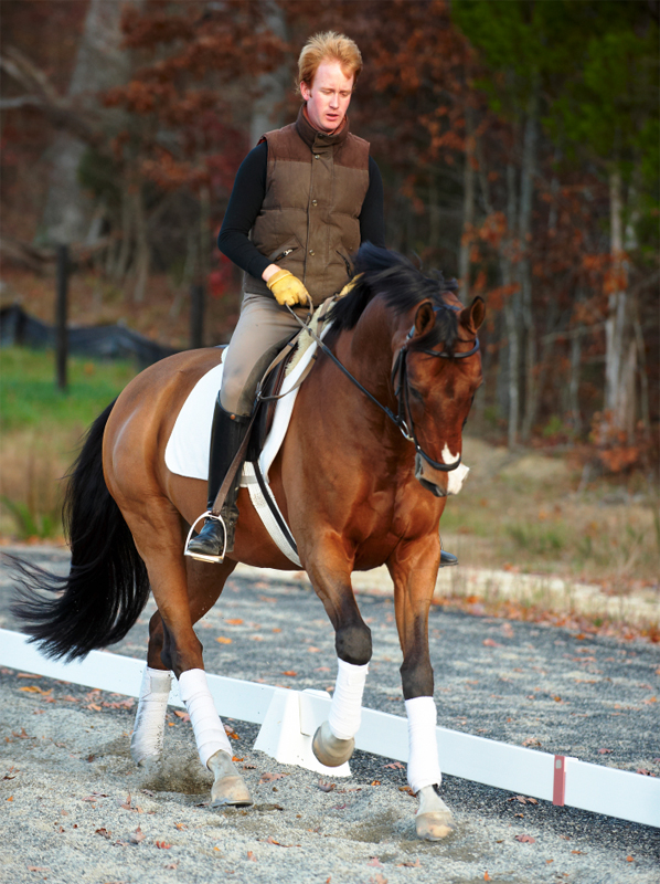 Karen Pavicic, Impulsion in horses, Cavaletti, horse training, riding horse forward, dressage, power dressage, fei trainer, engage hind in horses