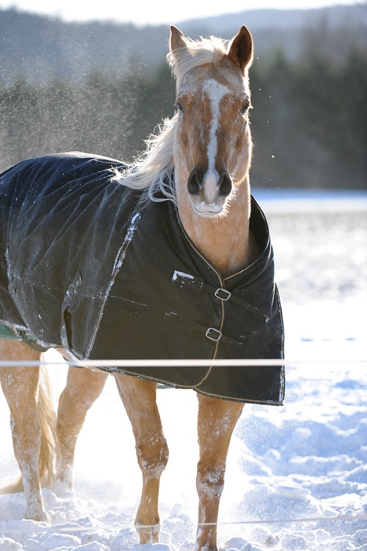 Kevan Garecki, winter horse trailer, horse trailer maintenance, prepping horse trailer for winter, horses dressed for winter, winter horse trailer safety, horse transport and equipment Kevan Garecki, winter horse trailer, horse trailer maintenance, prepping horse trailer for winter, horses dressed for winter, winter horse trailer safety, horse transport and equipment