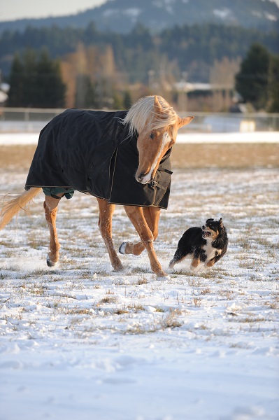 winter horse, riding in winter, training in winter, conditioning horse, keep horse fit winter, horse stretches, carrot stretch