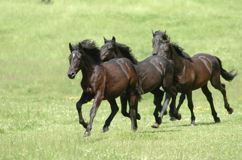 horse hyperflexion, rolkur, horse injury, horse training injury, navicular syndrome, caudal heel syndrome, equine hoof pain, horse joint, equine joint, equine sprain, horse sprain