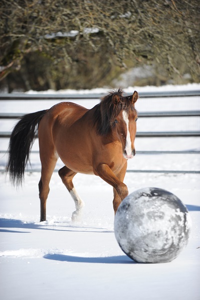 winter horse, riding in winter, training in winter, conditioning horse, keep horse fit winter, horse stretches, carrot stretch